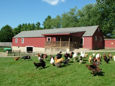 The Small Town Petting Zoo In New Hampshire That's Worthy Of A Road Trip