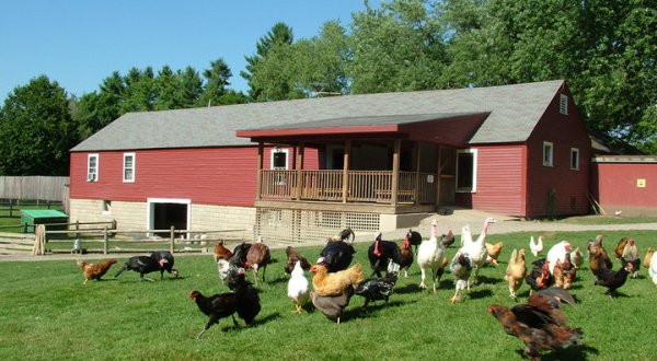 The Small Town Petting Zoo In New Hampshire That’s Worthy Of A Road Trip