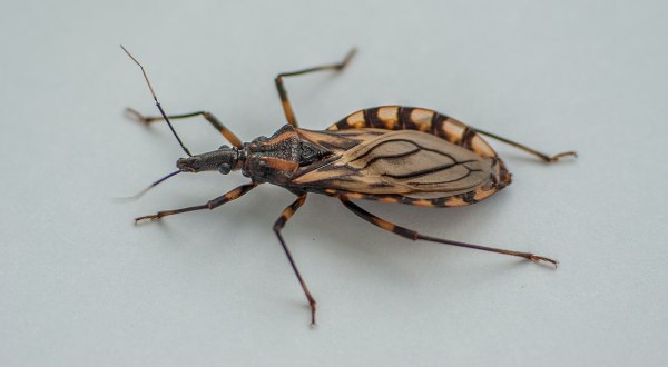 A Parasitic Bug Has Been Spotted Throughout Pennsylvania And Its Bite Can Be Deadly