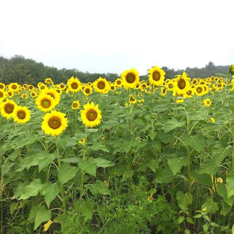This Wondrous Sunflower Farm In Massachusetts Is The Definition Of Summer Magic