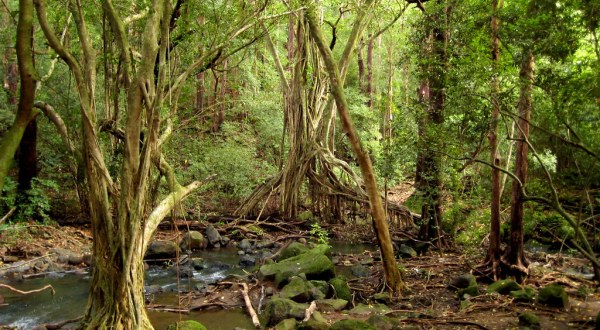 This 1-Mile Hike In Hawaii Takes You Through An Enchanting Forest