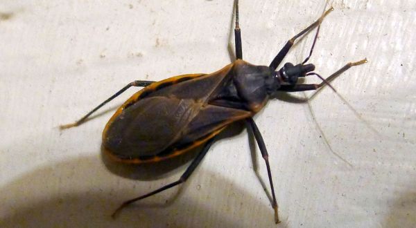 A Parasitic Bug Has Been Spotted In Missouri And Its Bite Can Be Deadly