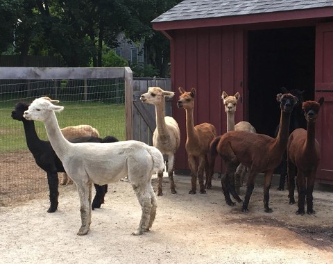 Visit This Rhode Island Alpaca Farm For A Fun And Fuzzy Adventure