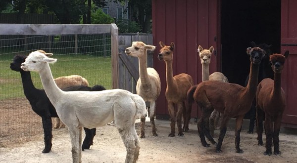 Visit This Rhode Island Alpaca Farm For A Fun And Fuzzy Adventure