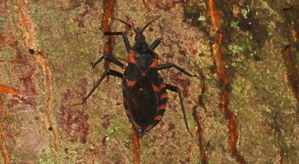 A Parasitic Bug Has Been Spotted Throughout Louisiana And Its Bite Can Be Deadly