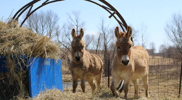 The Small Town Petting Zoo In Iowa That’s Worthy Of A Road Trip
