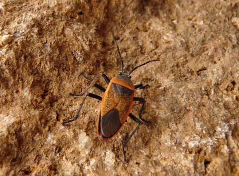 A Parasitic Bug Has Been Spotted In Texas And Its Bite Can Be Deadly