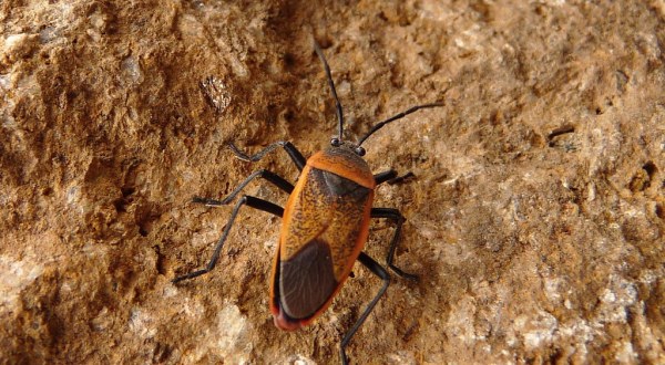 A Parasitic Bug Has Been Spotted Throughout Oklahoma And Its Bite Can Be Deadly