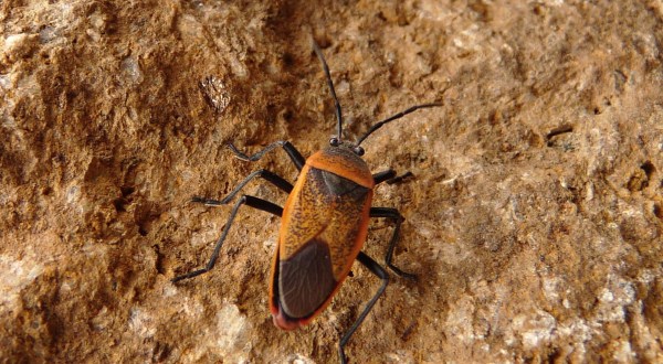 A Parasitic Bug Has Been Spotted Throughout Arizona And Its Bite Can Be Deadly