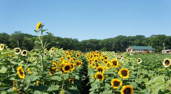 Pick Your Own Sunflowers At This Charming Farm Hiding In Rhode Island