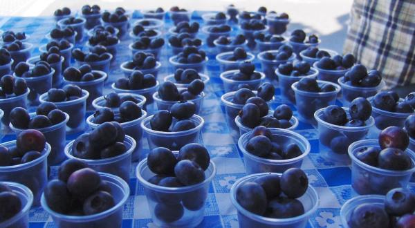 You Can Eat Endless Blueberries At This Juicy Summer Festival In Vermont