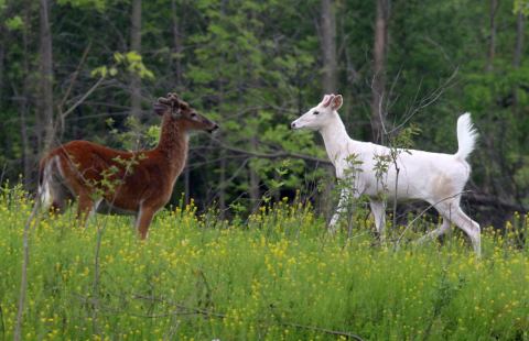 The One-Of-A-Kind White Deer Experience In New York That’s Nothing Short Of Magical