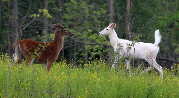 The One-Of-A-Kind White Deer Experience In New York That’s Nothing Short Of Magical