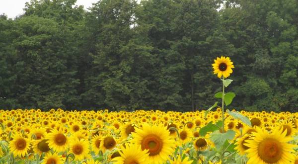 Most People Don’t Know About This Magical Sunflower Field Hiding In Minnesota