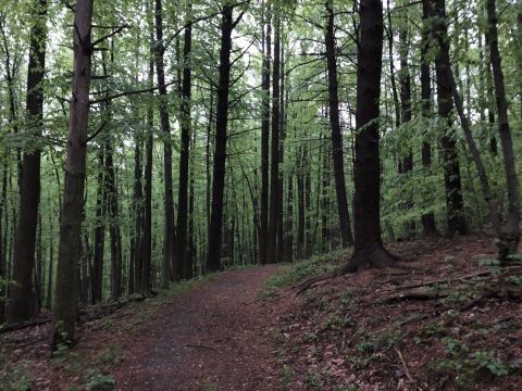 This 2.3-Mile Hike In Pennsylvania Takes You Through An Enchanting Forest