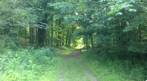 This 4-Mile Hike Near Pittsburgh Takes You Through An Enchanting Forest