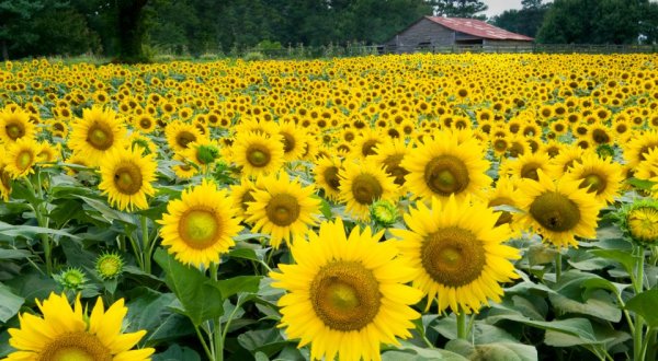 You Do Not Want To Miss The Prettiest Sunflower Farm In Georgia