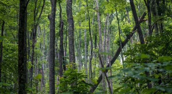 Most People Don’t Know Some Of The Oldest Trees In The World Are Found In Tennessee