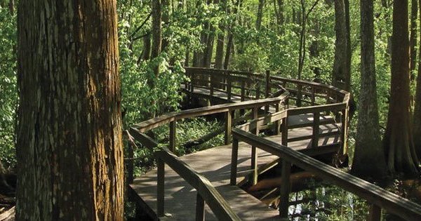 The Beautiful Bridge Hike In Louisiana That Will Completely Mesmerize You
