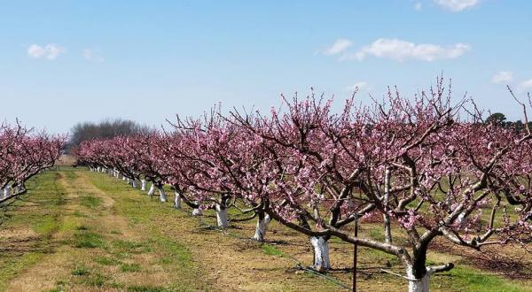 Have A Peachy Arkansas Summer At This Pick-Your-Own Fruit Orchard