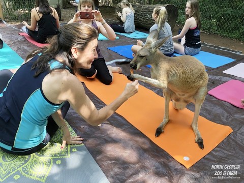The Kangaroo Encounter At This Georgia Zoo Will Transport You To The Land Down Under