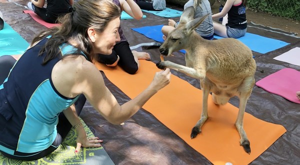 The Kangaroo Encounter At This Georgia Zoo Will Transport You To The Land Down Under