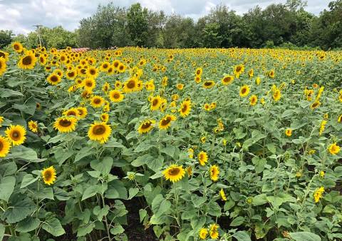 Plan A Visit To Kentucky's Downright Enchanting Sunflower Field
