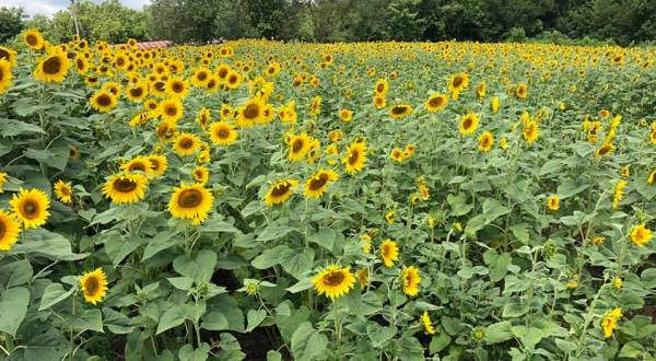Plan A Visit To Kentucky’s Downright Enchanting Sunflower Field