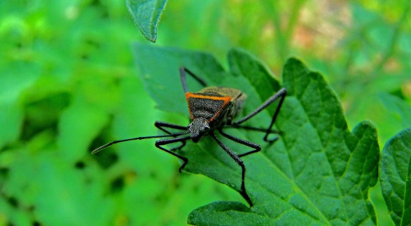 A Parasitic Bug Has Been Spotted Throughout The U.S. And Its Bite Can Be Deadly