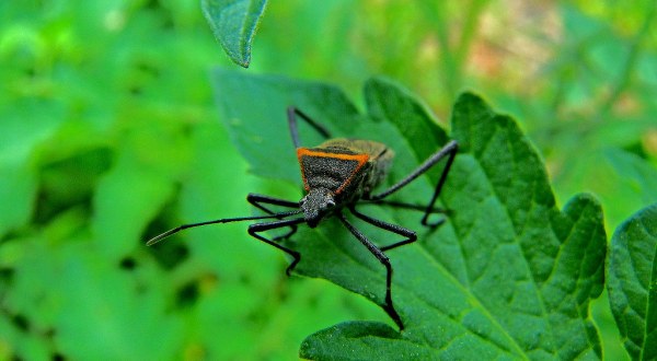 A Parasitic Bug Has Been Spotted Throughout Florida And Its Bite Can Be Deadly