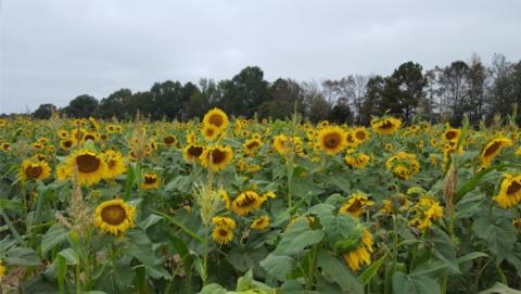 There’s A Sunflower Maze In Mississippi That’s Just As Magnificent As It Sounds