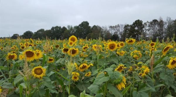 There’s A Sunflower Maze In Mississippi That’s Just As Magnificent As It Sounds