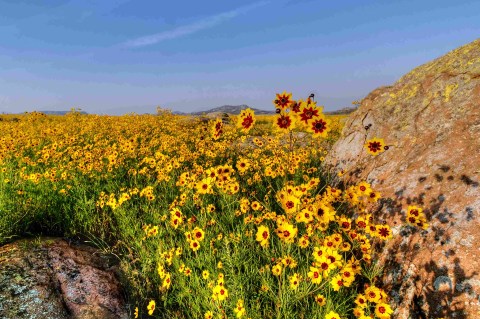 This Oklahoma Trail Is Brimming With Wildflowers And Now Is The Best Time To Hike It
