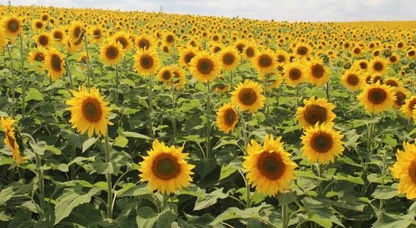 This Upcoming Sunflower Festival In Maryland Will Make Your Summer Complete
