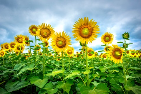 This U-Pick Sunflower Farm In North Carolina Will Enchant You Beyond Words