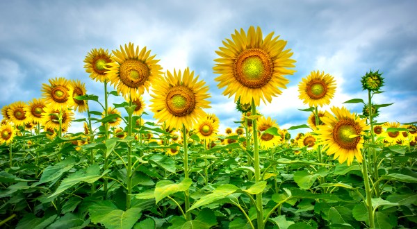This U-Pick Sunflower Farm In North Carolina Will Enchant You Beyond Words