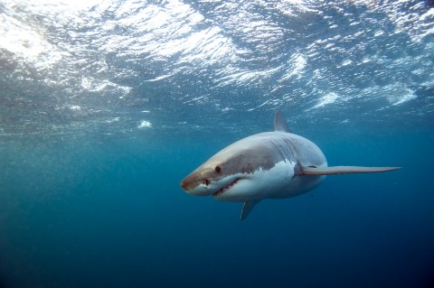 Great White Sharks Have Just Been Spotted At These 3 Beaches In Massachusetts