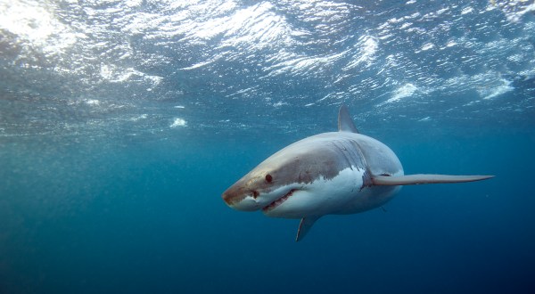 Great White Sharks Have Just Been Spotted At These 3 Beaches In Massachusetts