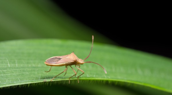 A Parasitic Bug Has Been Spotted Throughout Arkansas And Its Bite Can Be Deadly