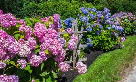 Cool Down With This Flower Festival Cocktail Trail In Massachusetts This Summer