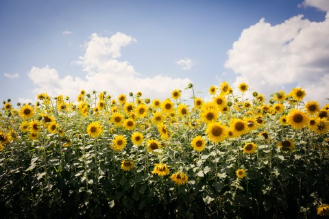 This Upcoming Sunflower Festival In Massachusetts Is A Fun And Beautiful Way To Spend A Day