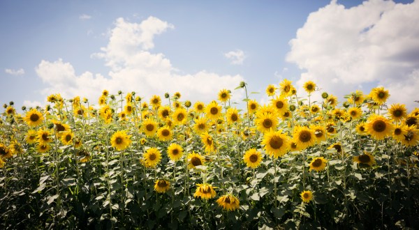 This Upcoming Sunflower Festival In Massachusetts Is A Fun And Beautiful Way To Spend A Day