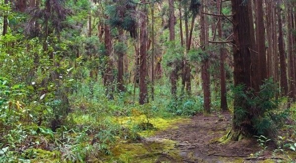Adventure Awaits On This Enchanting Forest Trail In Hawaii You’ve Never Heard Of