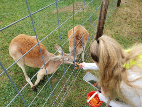 The Small Town Petting Zoo In Michigan That's Worthy Of A Road Trip