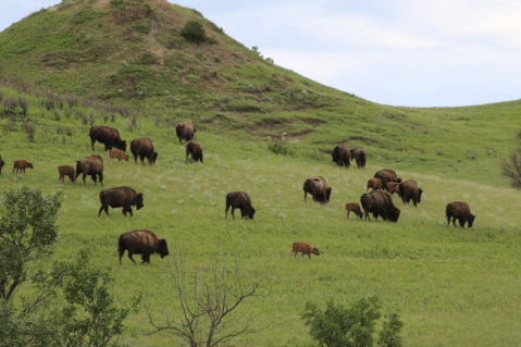 Watch Hundreds Of Bison Roam At This Beautiful 70,000 Acre Park In North Dakota