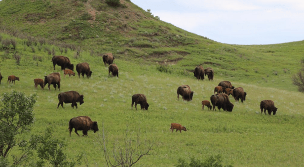 Watch Hundreds Of Bison Roam At This Beautiful 70,000 Acre Park In North Dakota