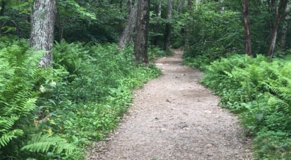 This 3-Mile Hike In Virginia Takes You Through An Enchanting Forest