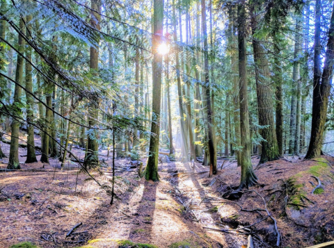 Hike Into A Hidden Grove Of Cedar Trees In Idaho For The Natural Escape You Need