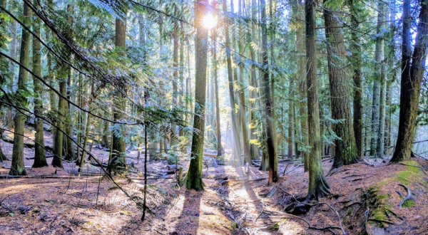 Hike Into A Hidden Grove Of Cedar Trees In Idaho For The Natural Escape You Need