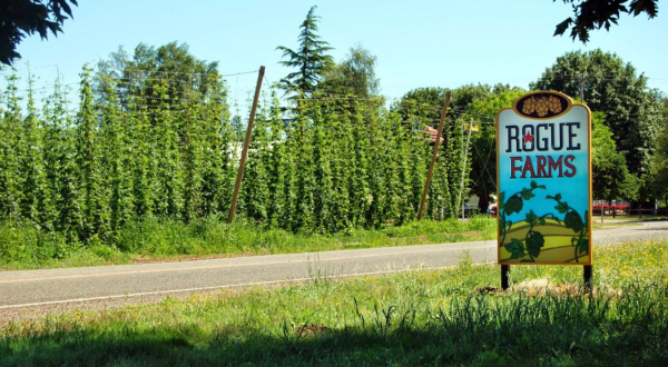 Visit This Oregon Farm And Pub Where The Hops Are Grown Right Outside The Door